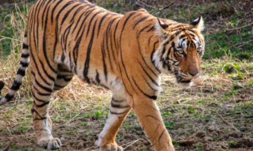 Another Leopard Attack in Wayanads Pulpally Keshavans Goat Killed