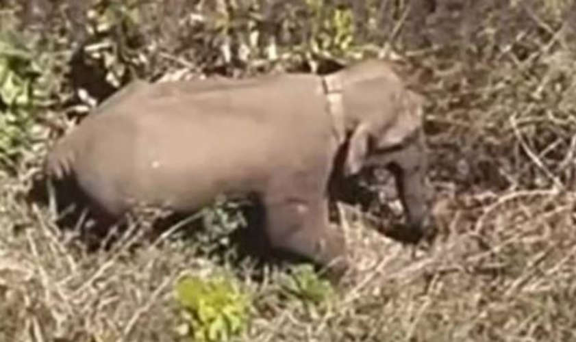 Second Death in Two Weeks Due to Elephant Attack in Nilambur