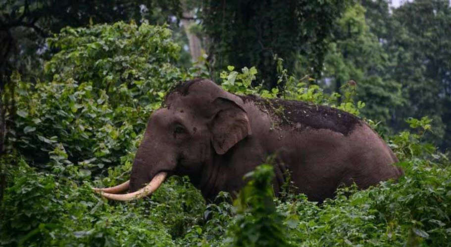 forest department  Attempted drug shoot the elephant in thrissue