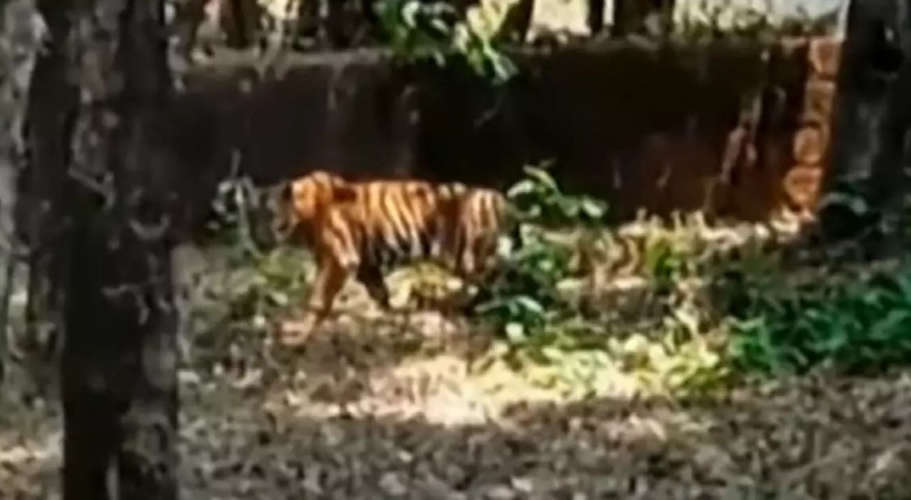 Tranquilized Tiger Dies in Vandiperiyar After Attack on Forest Officials