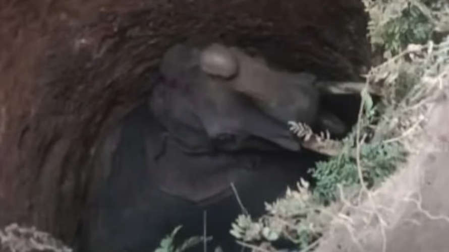 thrissur wild elephant death felled in well