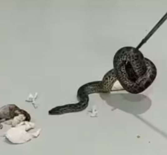 The passenger who arrived with the anacondas was arrested