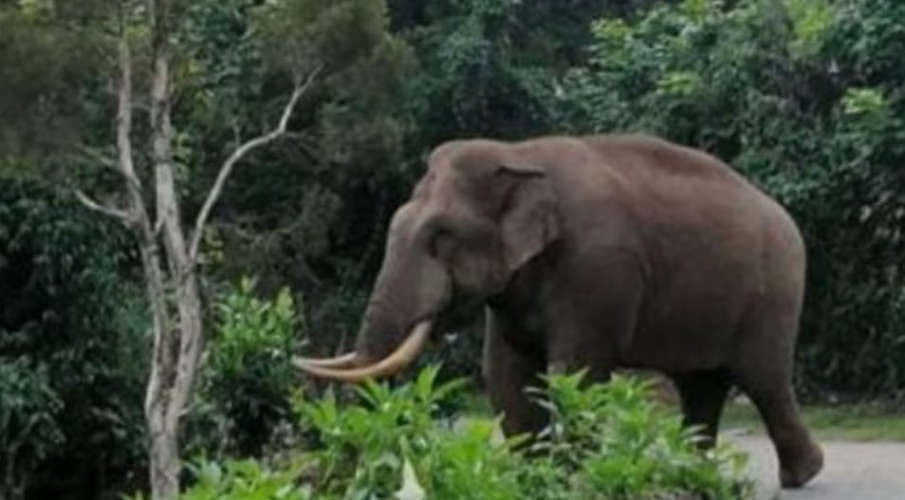 wild elephant attack in wayanad
