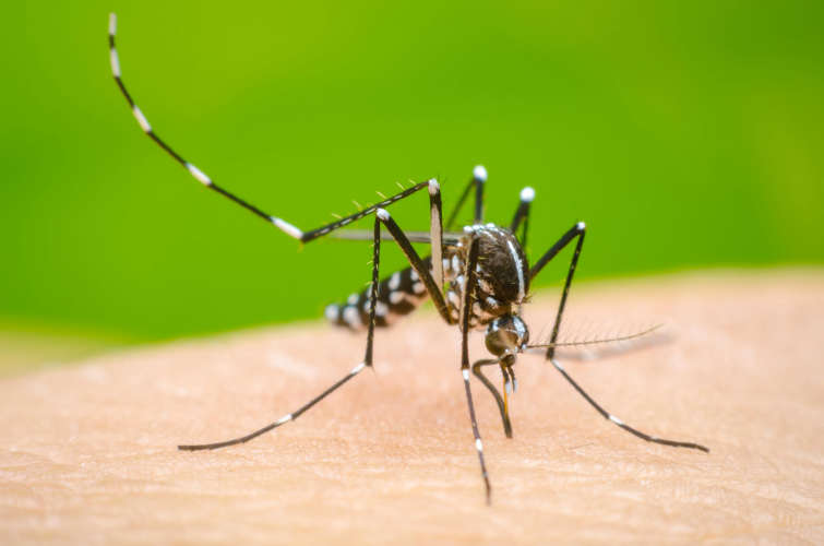 foreigner-dies-of-dengue-fever-in-fort-kochi