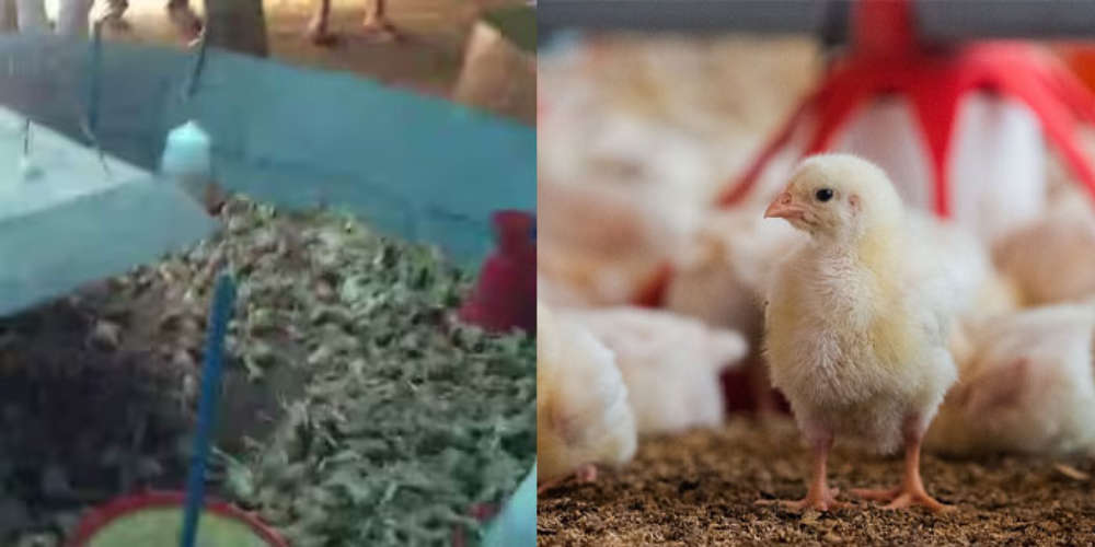 The rain was heavy More than 5000 chickens died in the poultry farm