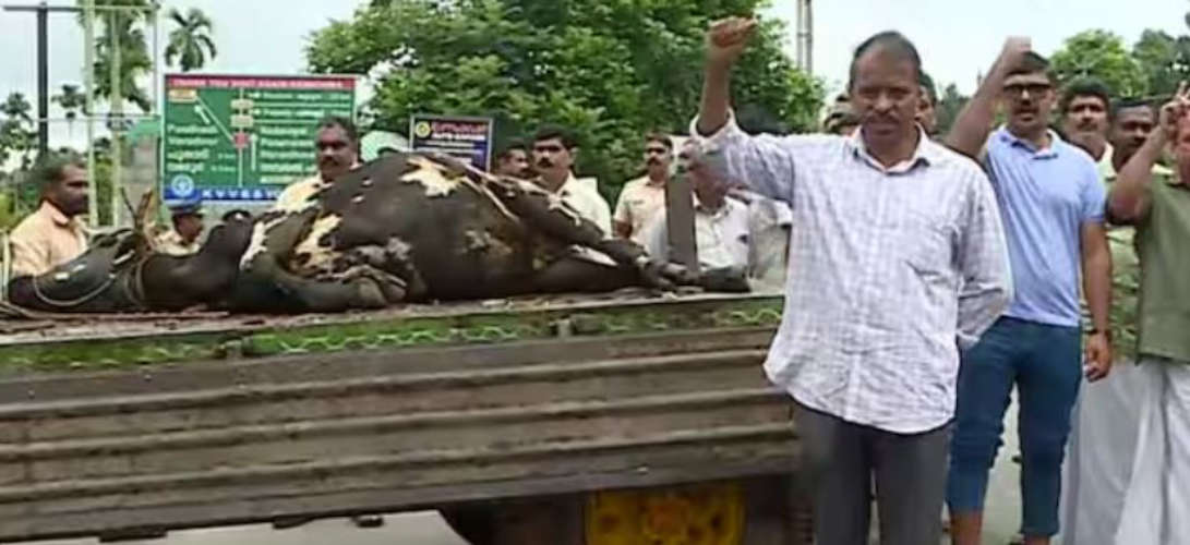 tiger-scare-in-kenichira-four-cows-killed-in-three-days