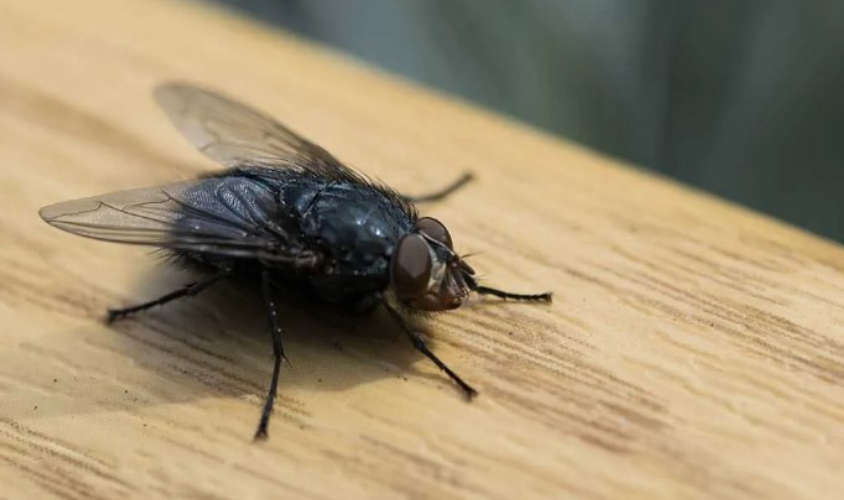 natural remedies to get rid ofhouseflies