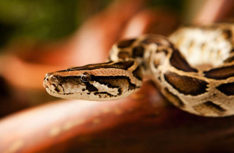 snake-found-in-students-bag-at-chelakkara