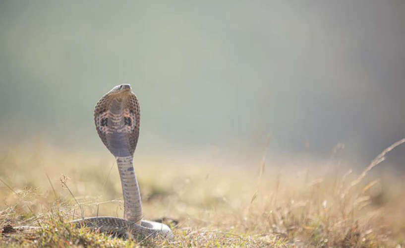 UP Man Gets Bitten By Snake Every Saturday, Doctors Confused
