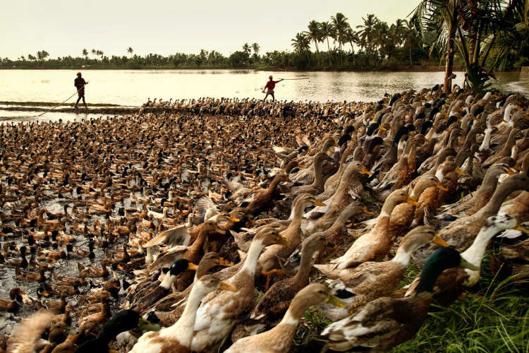 ban-on-duck-farming-in-alappuzha-till-2025-minister-j-chinchurani-latest