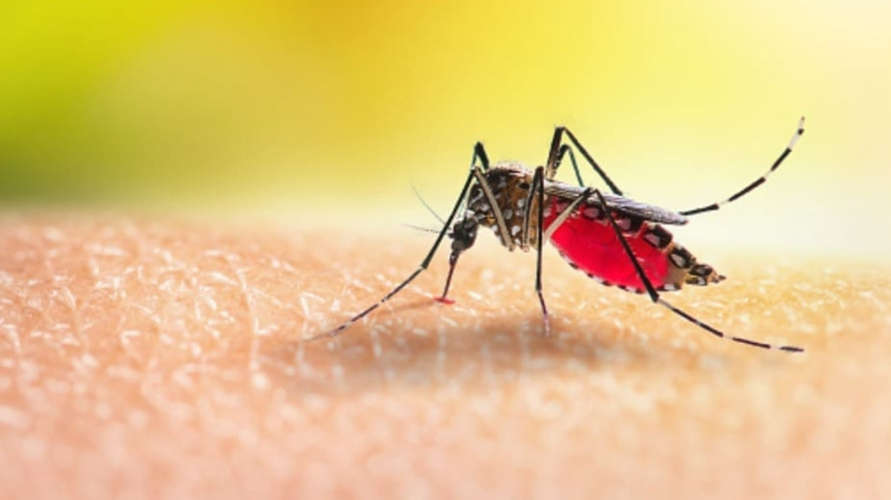 In Malappuram, four people have been diagnosed with malaria