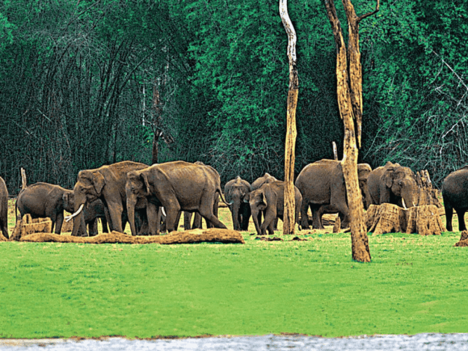 number-of-wild-elephants-decreasing-in-kerala-says-survey-by-forest-department