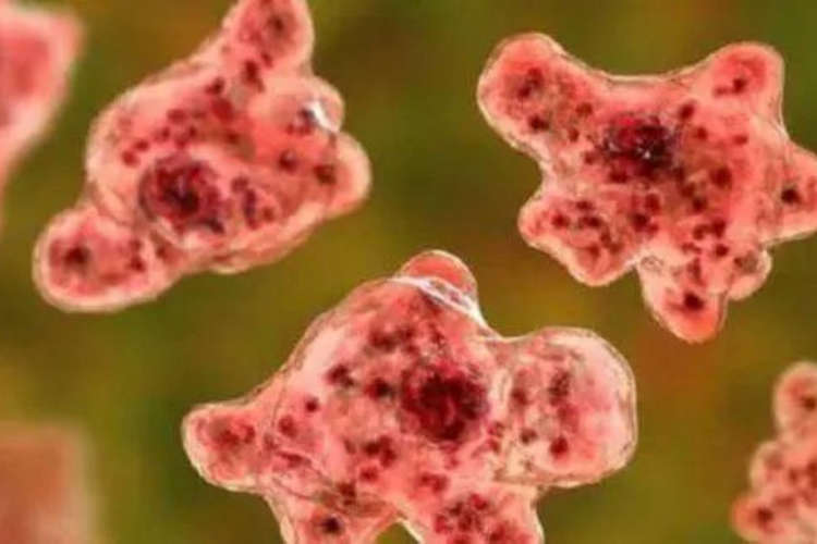 amebic-meningoencephalitis news update