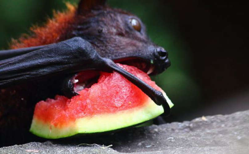 nipa Six of the 27 bat samples taken from Pandikkad were positive for antibodies