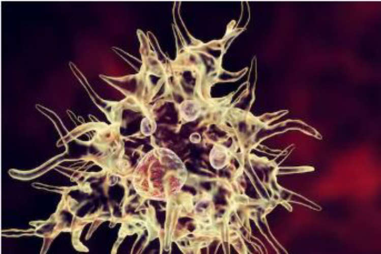 hree more cases of brain fever have been confirmed in Thiruvananthapuram