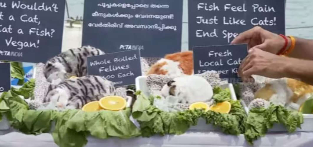 cat meat - kochi marain drive
