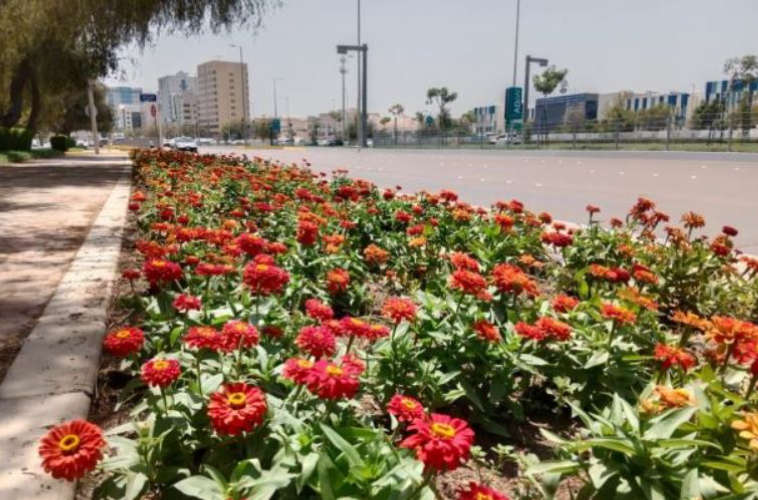 Abu Dhabi plants 6 million flowers to welcome spring