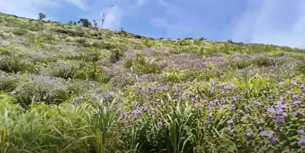 Metkukurinji has completed the blue spring in Idukki
