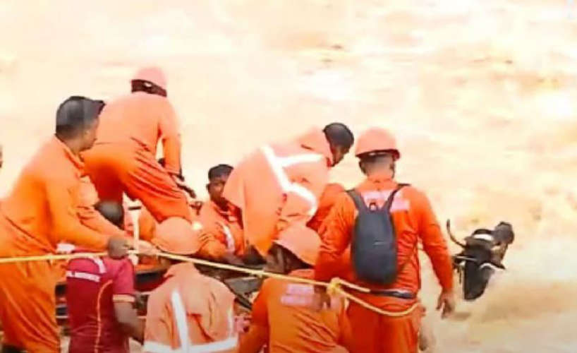 Cow Rescued from Flooded River in Meppadi Amidst Heavy Rain