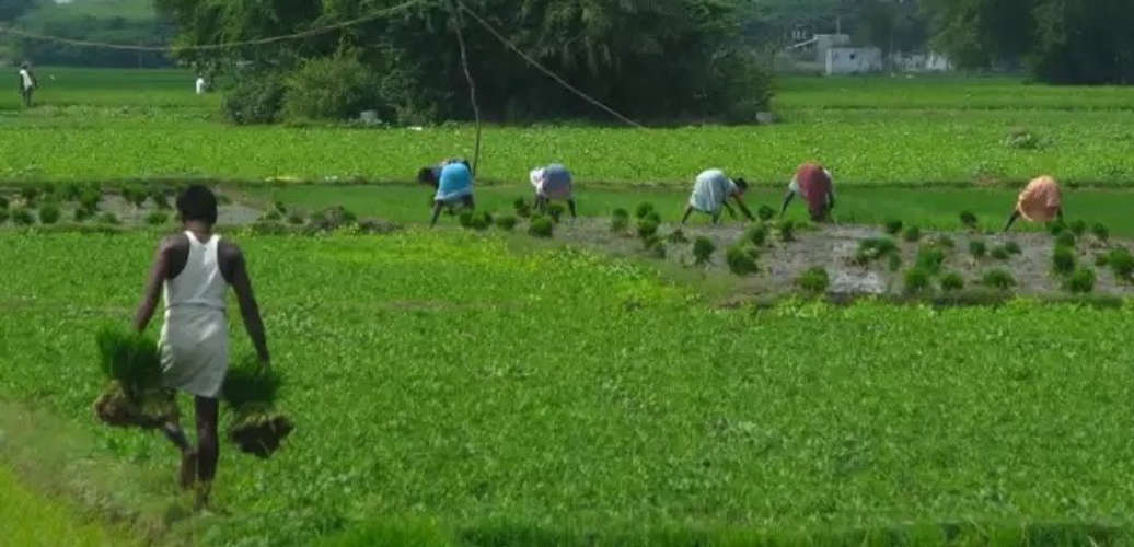 Adverse Weather Conditions Destroy Crops on 70 Lakh Hectares of Land