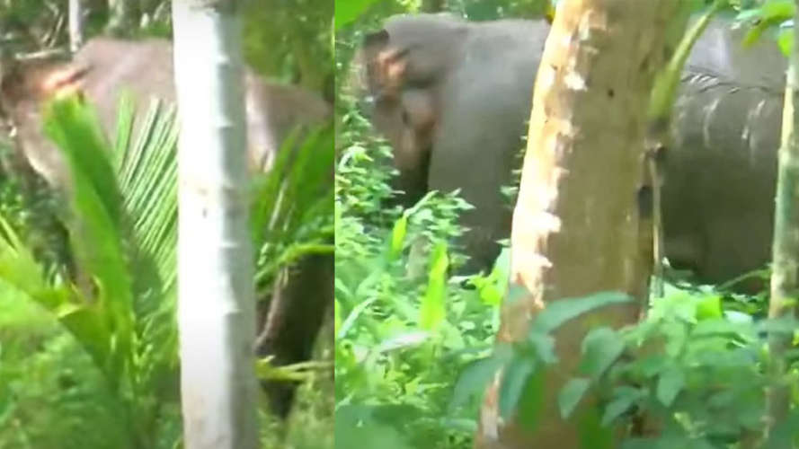 elephant that landed in Perampra was taken back to the forest after a ten-hour mission