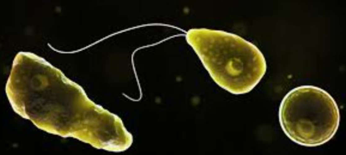 Amoebic encephalitis again A student has been diagnosed with the disease in Navaikulam