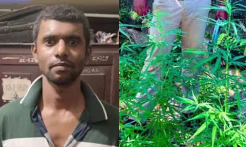 Cultivated cannabis in vacant lots The youth was arrested in thiruvananthapuram