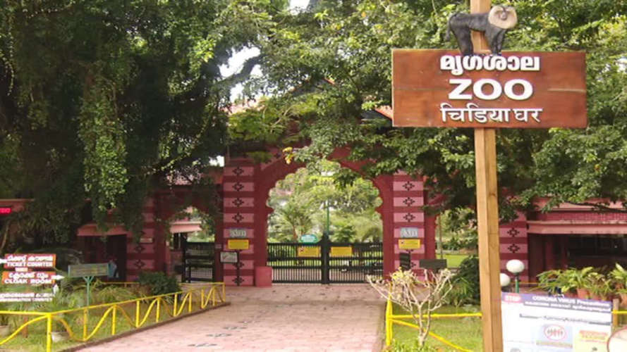 Two Hanuman Langurs Returned to Thiruvananthapuram Zoo