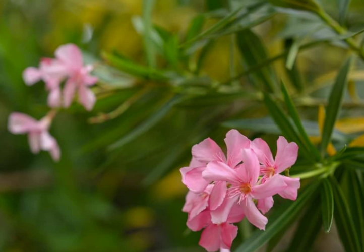 Oleander plants banned in Abu Dhabi