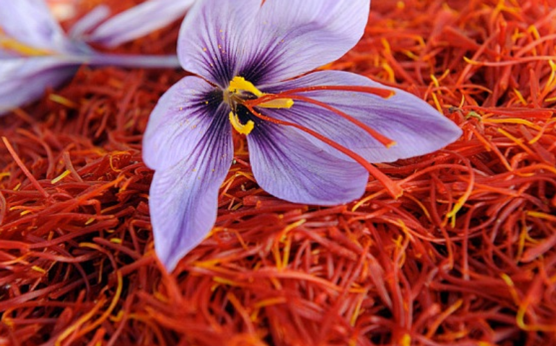 Saudi Arabia plans to double production of saffron worth gold