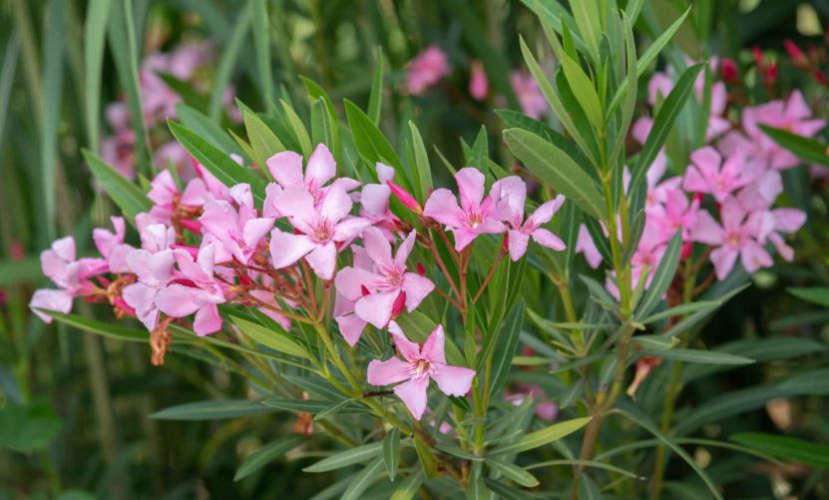 List of poisonous plants found in UAE Know what to do in case of exposure