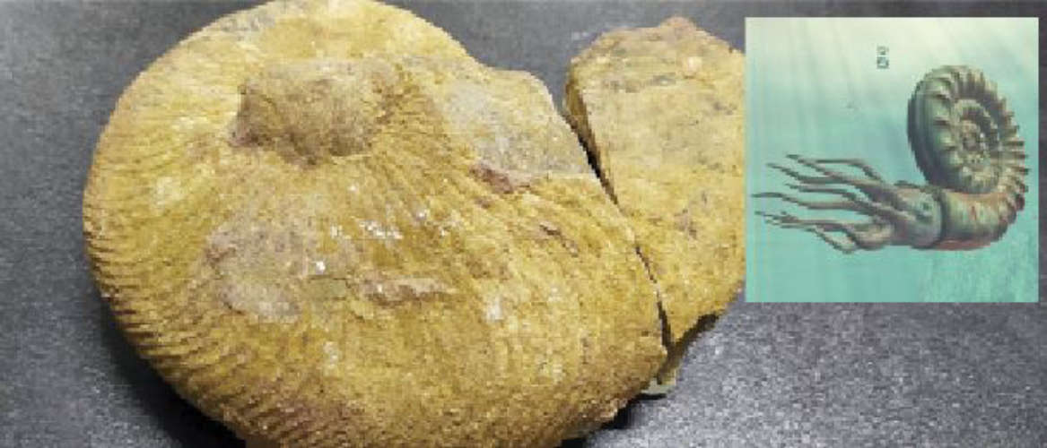 A spiral-shelled cephalopod fossil from the Jurassic period has been discovered