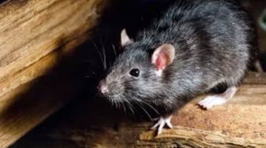 Three lakhs per month rent but the apartment is full of rats and the residents are intolerant