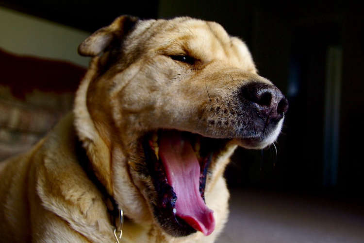 Vadakara Street Dog Attack Leaves 12 Injured