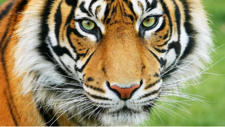 Elephant Injured in Tiger Attack