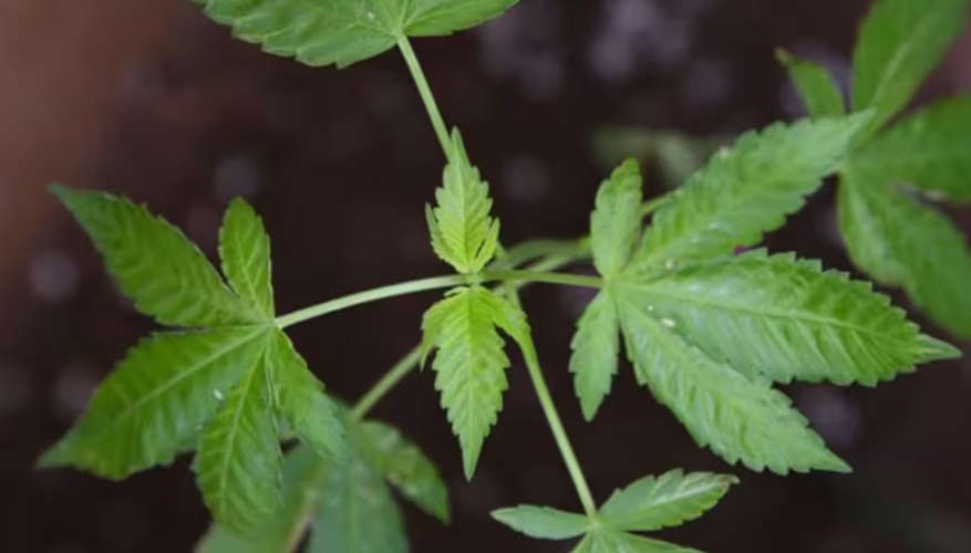 A video about house plants was posted on Facebook The couple was arrested by the police