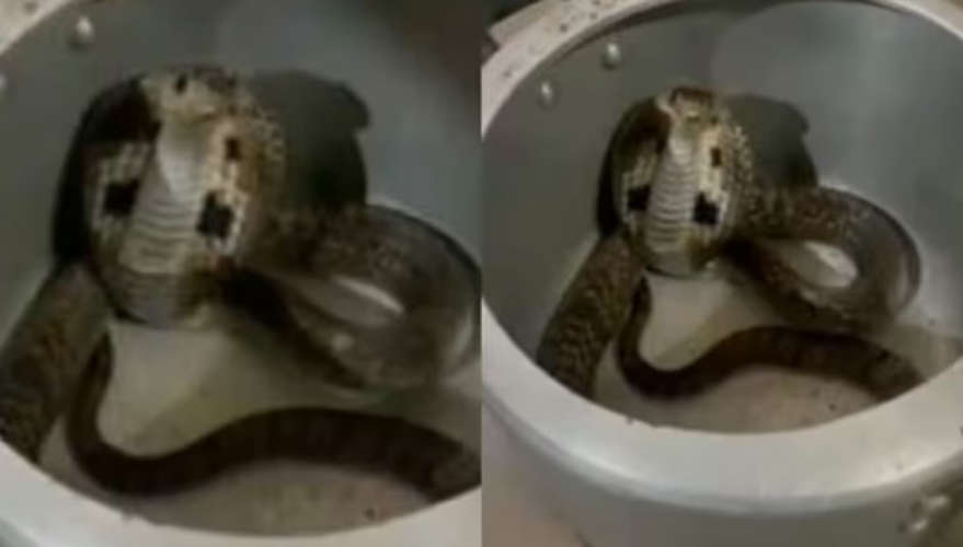 A cobra inside a pressure cooker kept in the kitchen The housewife escaped without being bitten by the snake
