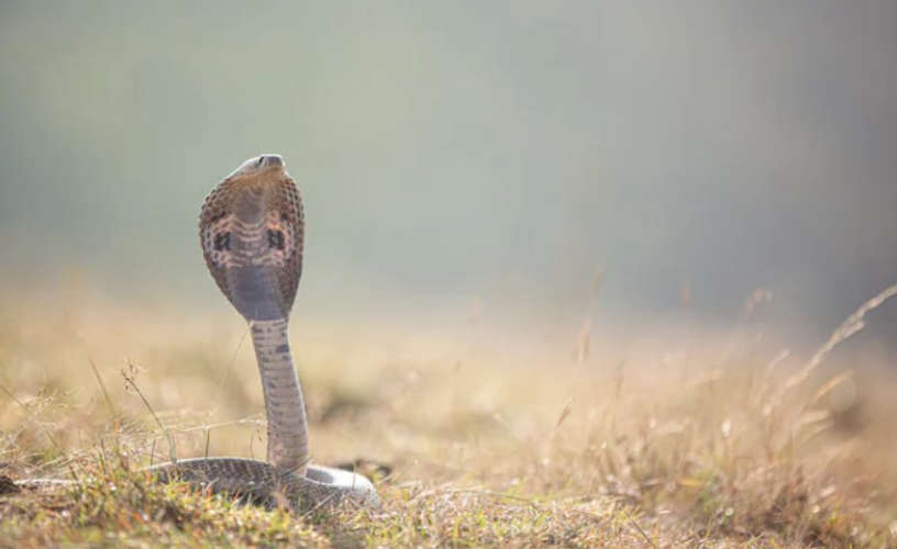 Tamil Nadu In case of snakebite the information should be reported to the government