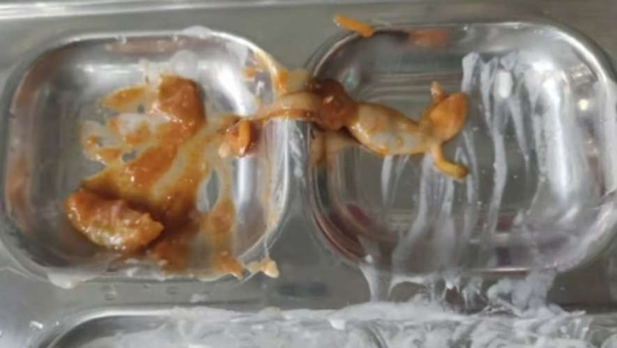 Dead lizard in pickle served in hostel mess of Digital University Students in protest
