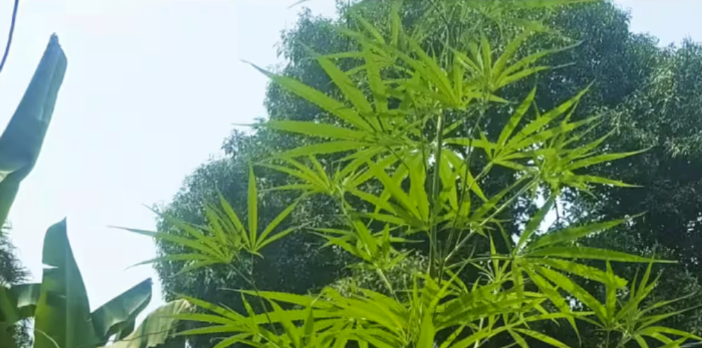 A tall cannabis plant in a rented house in the city center The police caught him