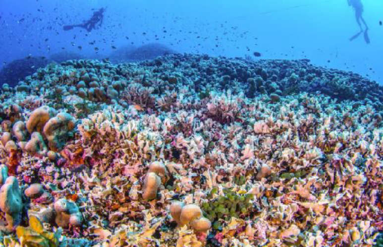 The worlds largest coral reef in the Pacific Ocean