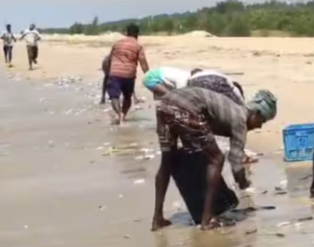 A school of sardines washed ashore at Panchavadi beach in Thrissur Edakazhiyoor