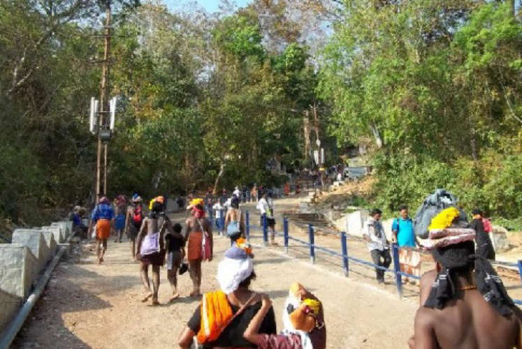 Sabarimala Pilgrim Injured in Tree Branch Fall
