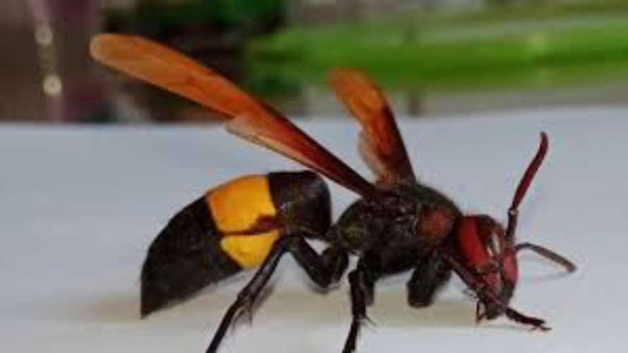Seven people injured in wasp sting in Kollam