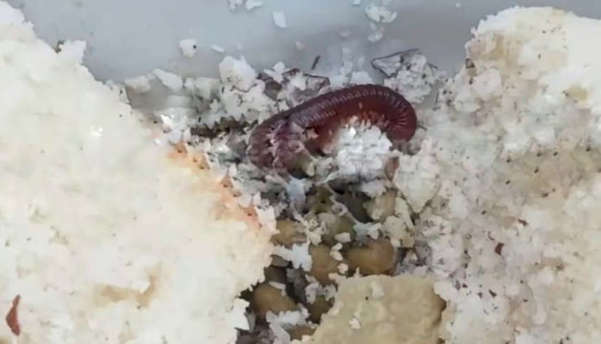 Complaint of leeches in the food bought from the health center canteen