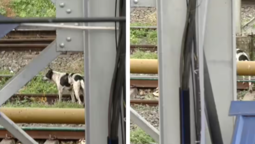 18 people were bitten by a street dog at Kannur railway station