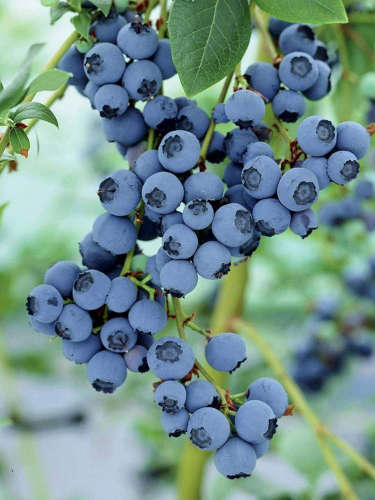 Do you know Benefits of eating blueberries during pregnancy
