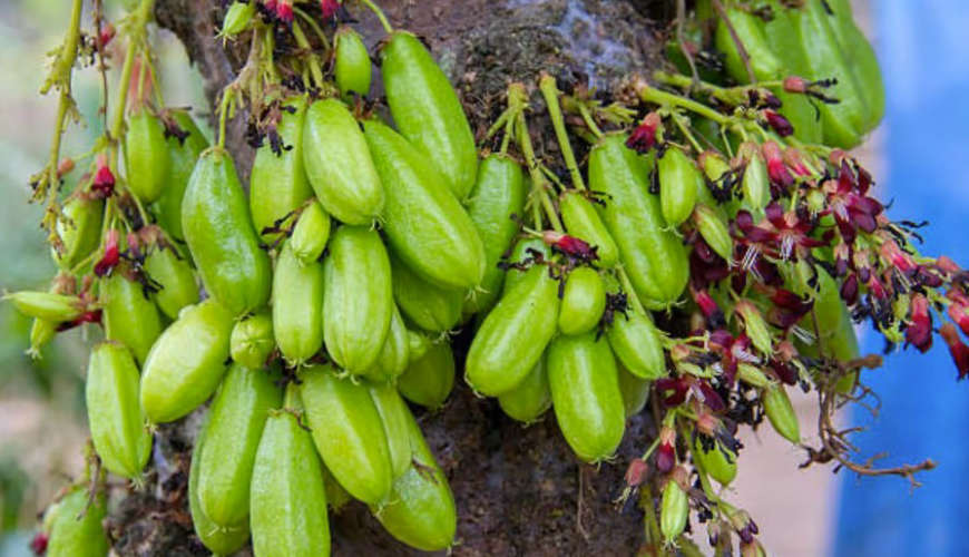 It is known by the names Irumpipuli and its medicinal properties