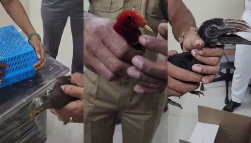 Rare Bird Species Smuggled from Thailand Repatriated Accused Remanded