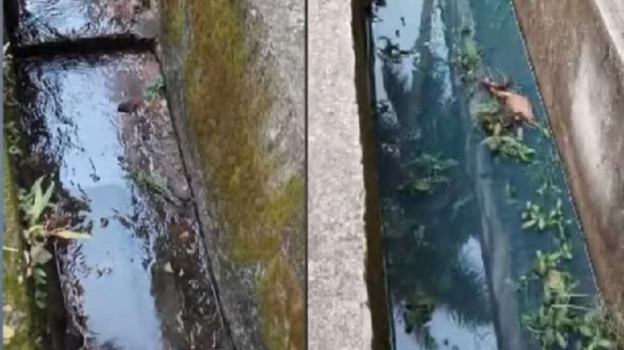 Diesel Spill Reaches Oovuchal Protests Erupt in Elathur Over Fuel Leakage